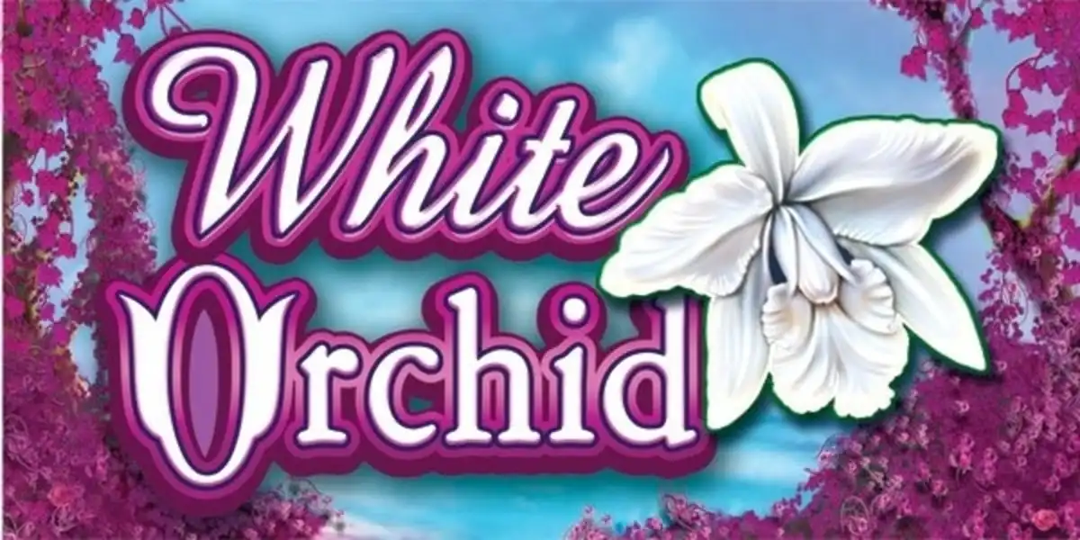 White Orchid